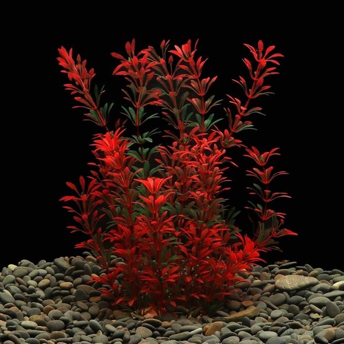 Large aquarium plants - large,