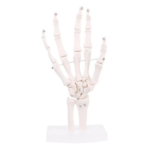Life size human - size, joint