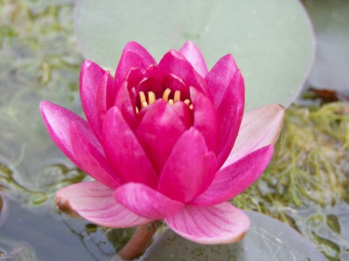 Perrys baby dwarf pond - dwarf,