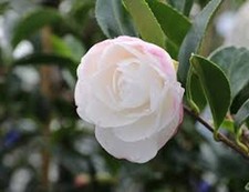 Camellia sasanqua Early Pearly