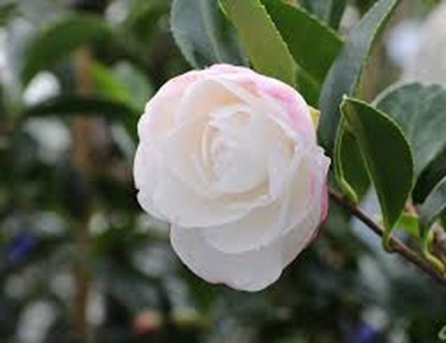 Camellia sasanqua early - sasanqua, pearly