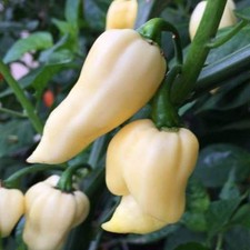 WHITE GHOST CHILLI BHUT