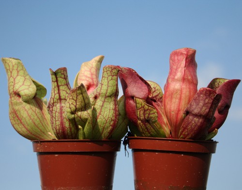 North american pitcher - north,
