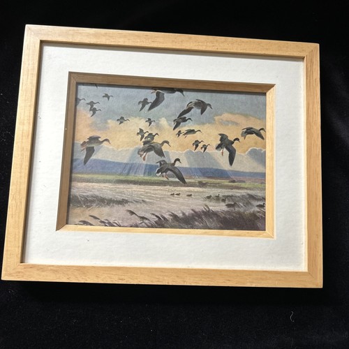 Vintage print mallards in - print,, “mallards