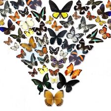 40pcs（Butterfly species with no duplicates）​natural Real Butterflies Specimen