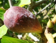 FICUS CARICA Babits, Fig Tree, large fruited with red flesh, SELF FERTILE, 20cm+