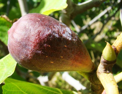 Ficus carica babits - ficus,