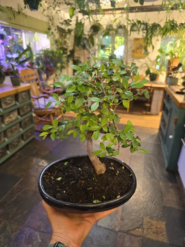 Chinese elm bonsai tree - chinese,