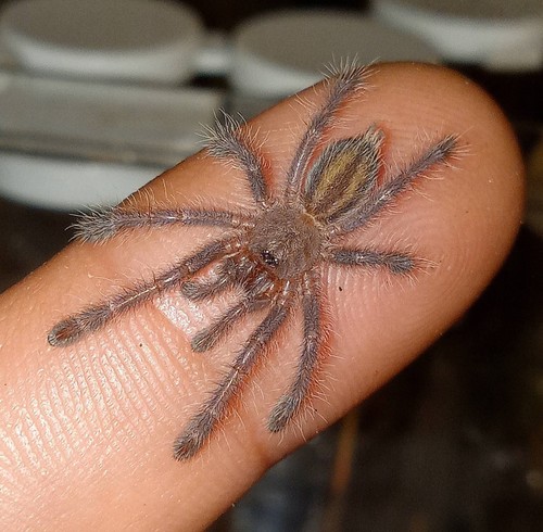 Poecilotheria metallica gooty - metallica,
