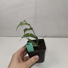 Ficus Benjamina Rooted Cutting Growing Plant Potted In nursery Pot