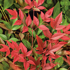 Nandina 'Obsessed' Heavenly