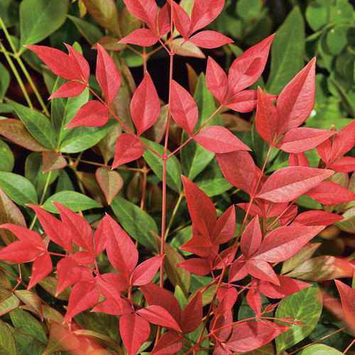 Nandina obsessed heavenly - nandina,