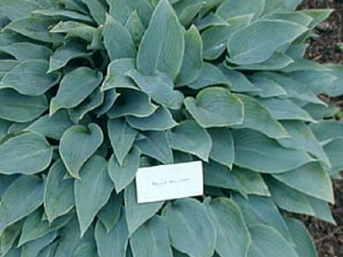 Hosta blue blush 2 - blue, pot