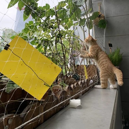 Cat safety net balcony - safety,