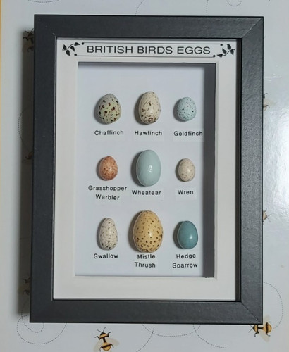 British birds eggs - british,