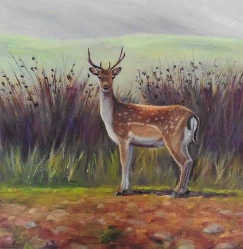 Fallow deer - fallow,