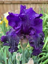 Iris germanica - Tall Bearded