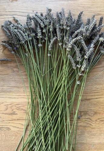 100x pieces 50cm - pieces, lavender