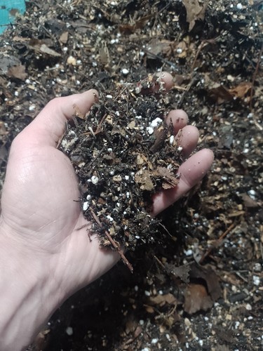 Pleione compost grow your - compost-, own