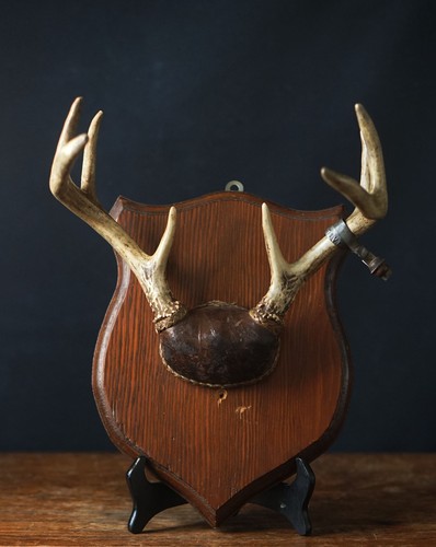 Vintage deer antlers wall - deer,