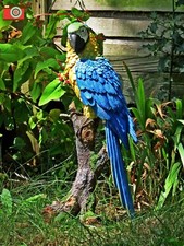 YELLOW MACAW FIGURE. Large &