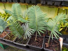 Dioon edule - 7 cm pot cycad