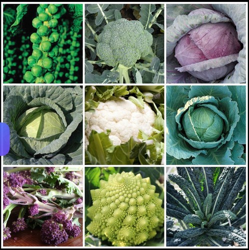 Winter veg plug - winter, plant