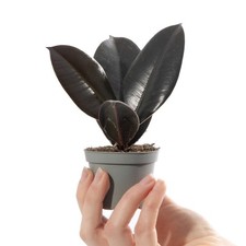 Rubber Plant – Ficus Robusta – Easy Care Indoor Houseplant – Air Purify 6cm Pot