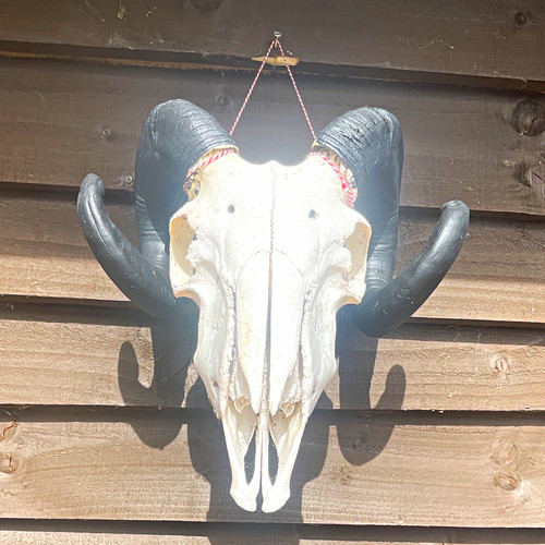 Ram animal skull with black - ram,