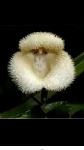 Rare pieces seeds - 20,