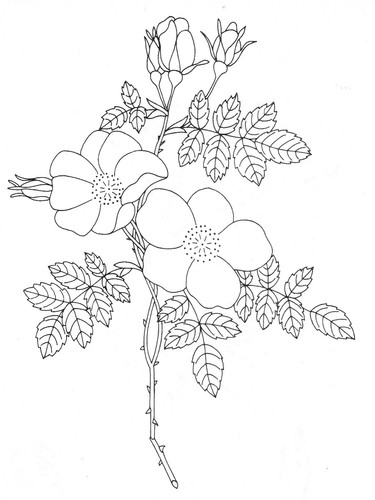 Embroidery transfer iron - transfer, on