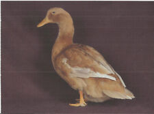 Ducks Orpington Buff Drake Postcard (144385)