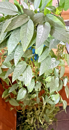 Cebu blue pothos - cebu, cuttings