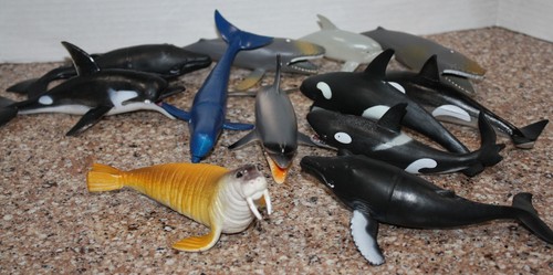 Ocean sea creatures animals - sea,