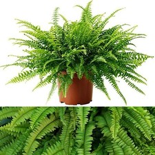 Boston Fern Nephrolepis