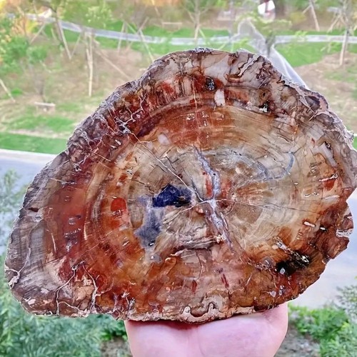Natural petrified wood slice - petrified,