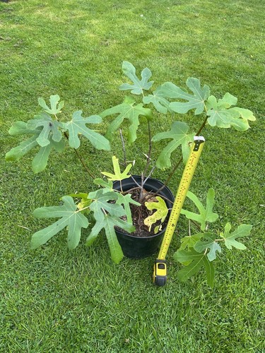 Fig trees ficus carica - trees, of