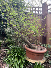 Hawthorn Yamadori (1030) -