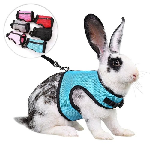 Rabbit harness and - harness, leash