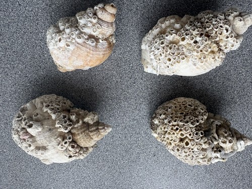 Natural barnacle encrusted - natural,