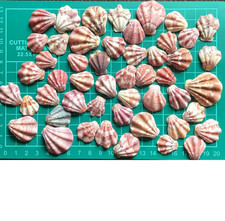 japanese   Seashell Set　