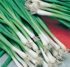 15x Organic Spring Onion Guardsman Plug Plants "Grow your Own" Vegetables