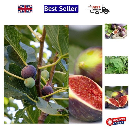 Organic brown turkey - organic, tree