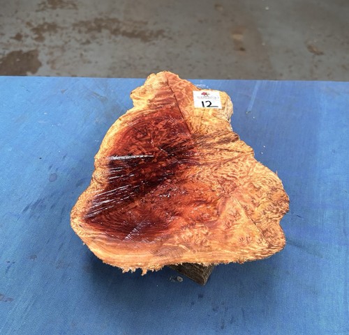Red mallee burl burr - burl, /