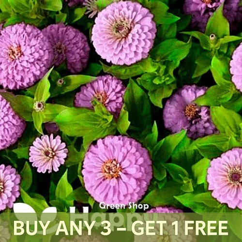 Zinnia dahlia pastel dream - pastel,