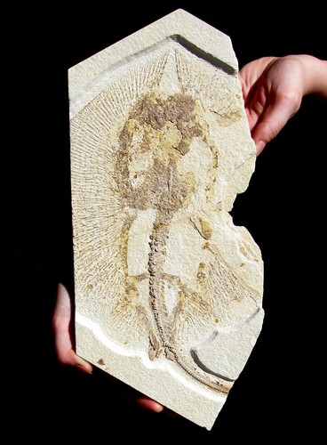 Giant heliobatis stingray from - giant,
