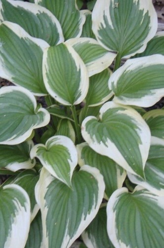 Hosta fantabulous - hosta,