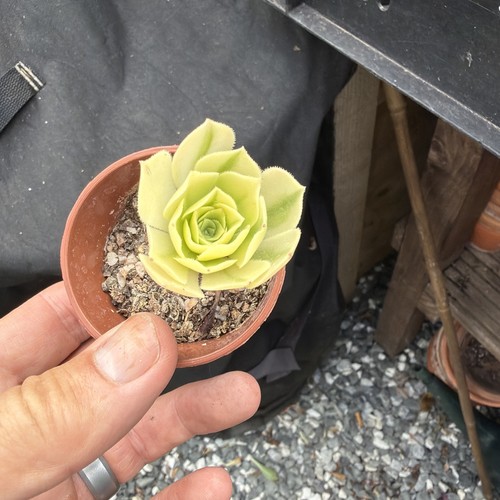 Aeonium gold emerald - gold,