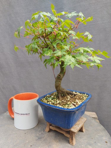 Beautiful shohin japanese - beautiful,