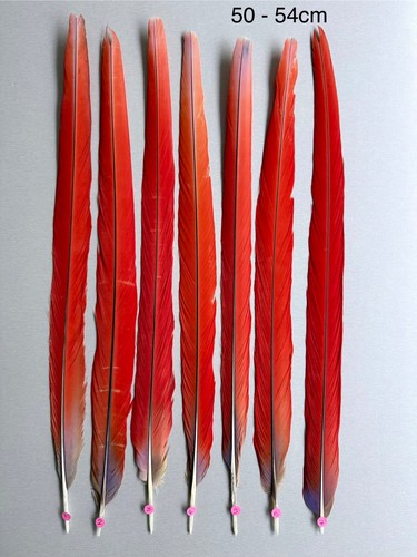 Parrot macaw feather - parrot, crafts